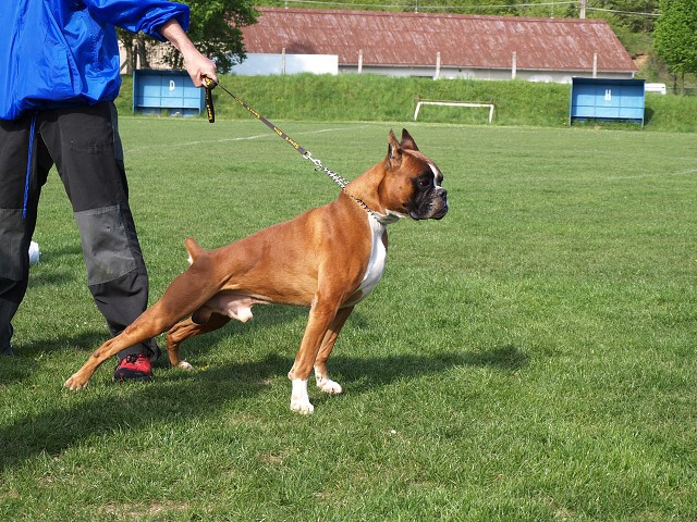 www.atibox.net * www.euroboxer.eu * www.boxergenealogia.eu